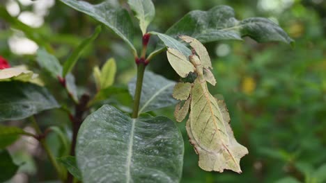 leaf insect, phylliidae