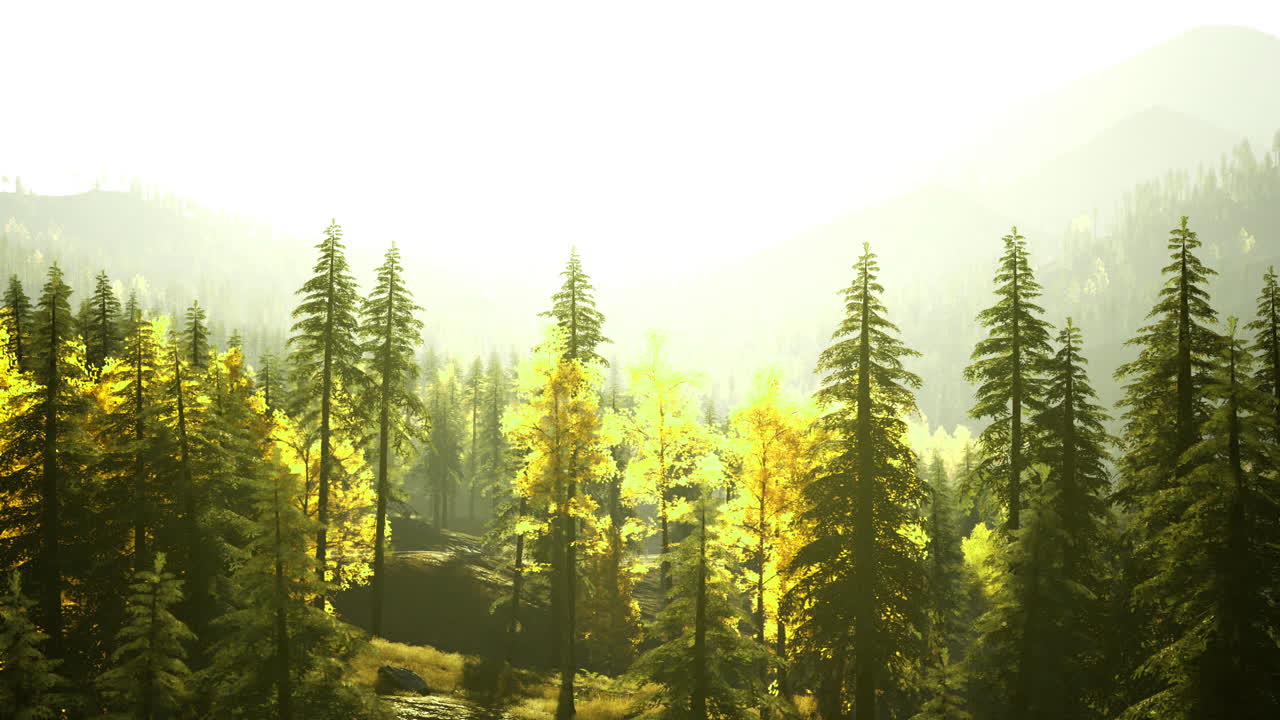 Sunlight filtering through vibrant forest trees during bright morning hours