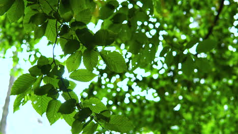 green tree branch with leaves blowing in wind with bokeh static shot on sunny day