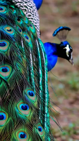close-up of peacock feathers