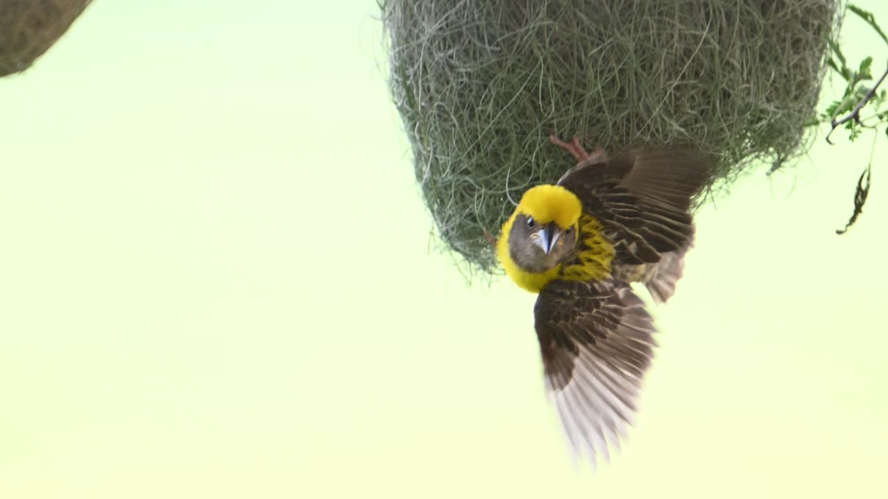바야 둥지 와 함께 매달려 있는 웨이버 새