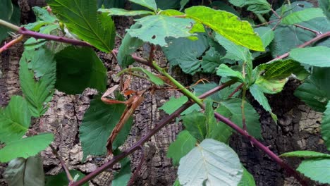 se puede ver un insecto que es difícil de reconocer