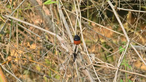 white-rumped shama, copsychus malabaricus, khao yai national park, thailand