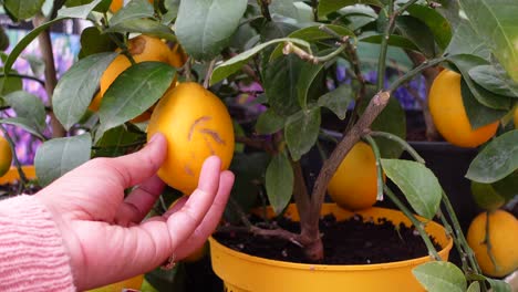 la mano de una mujer recogiendo un limón de un árbol de limón en maceta