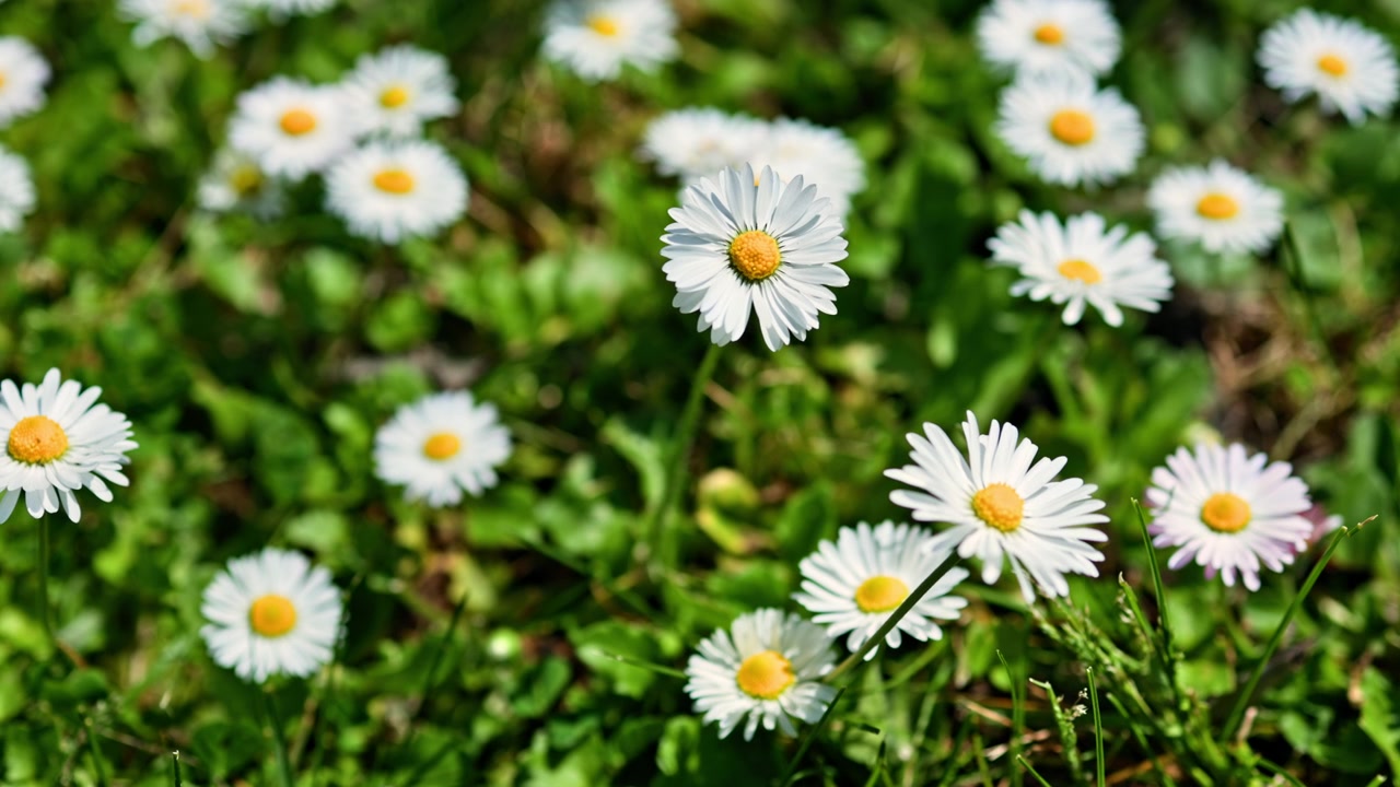 Margherite fioriscono sull'erba verde di giorno in un giardino, mostrando molti fiori bianchi con centri gialli sparsi sul terreno.