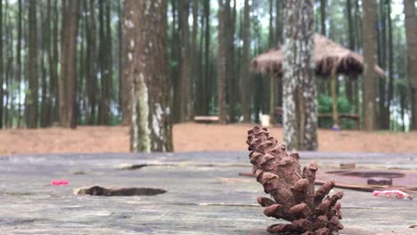 selective focus footage of pine cone with blurred background