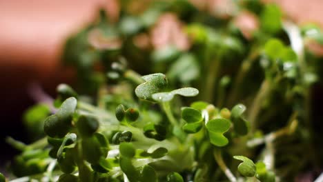 primer plano de las microgreenes