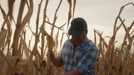 Farmer-walks-among-tall-corn-plants-in-field-1