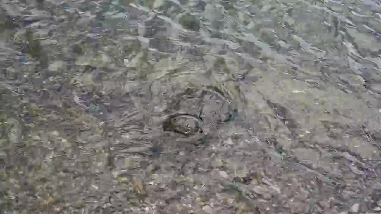 Marine horseshoe crab digging itself into the sand in shallow, clear water. The arthropod slowly disappears beneath the seabed surface