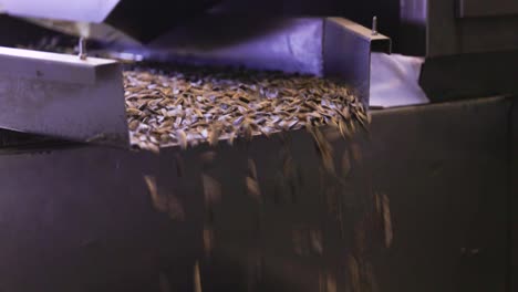 close shot of a conveyor with sunflower seeds