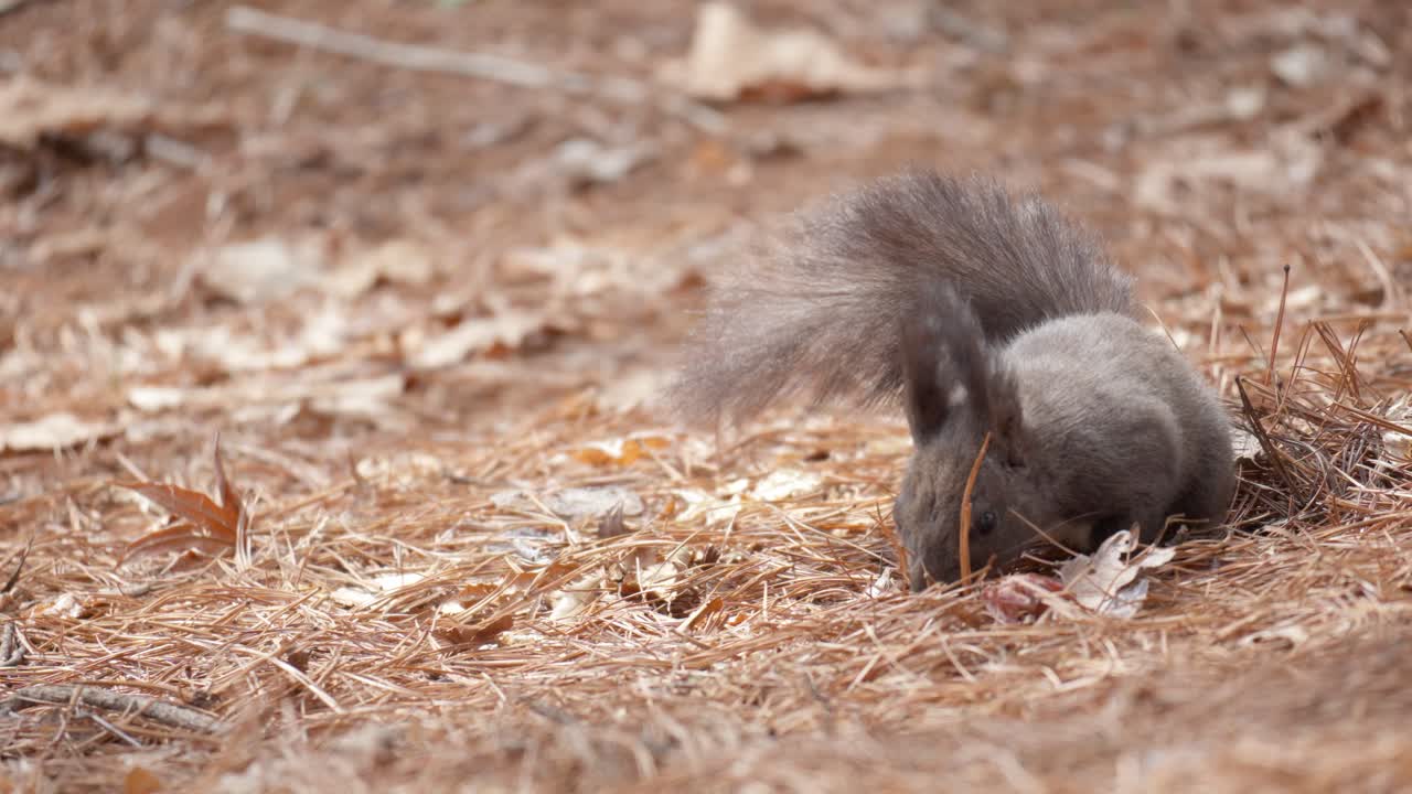 la ardilla gris coreana olfatea las agujas de pino caídas en busca de nueces