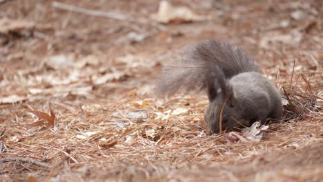 korean grey squirrel sniffs around in fallen pine needles in search of nuts