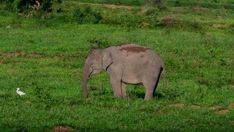 Los-Elefantes-Asiáticos-Son-Especies-En-Peligro-De-Extinción-Y-También-Son-Residentes-De-Tailandia