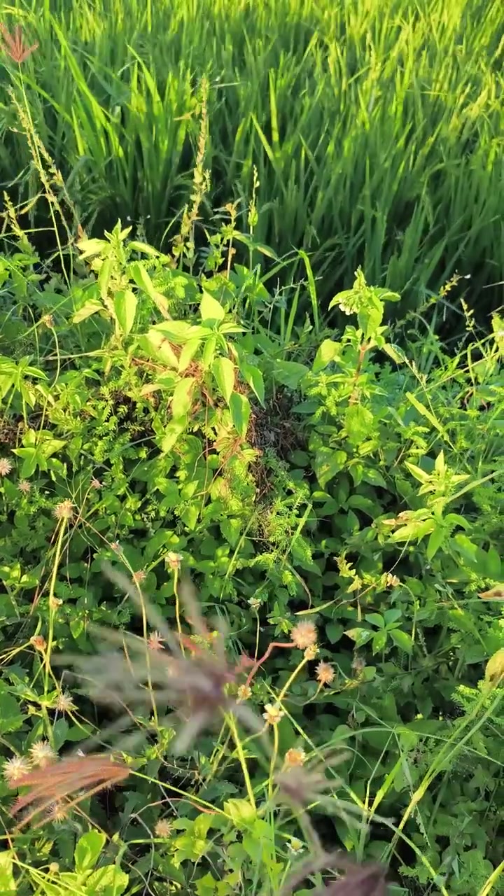 Erba selvatica e campo di riso verde alla luce dorata dell'ora d'oro