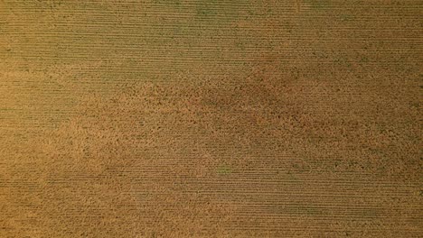 aerial view of a golden crop field with rows