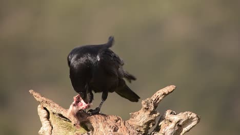 black crow bird eating prey in tree trunk