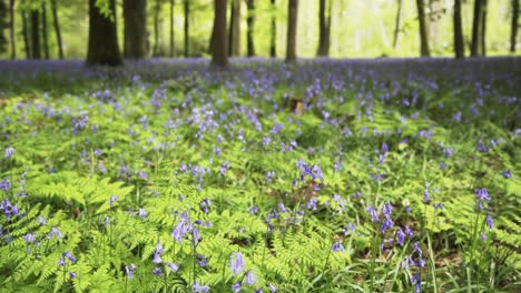 Nahaufnahme-Von-Glockenblumen-In-Einem-üppigen-Englischen-Wald-4k