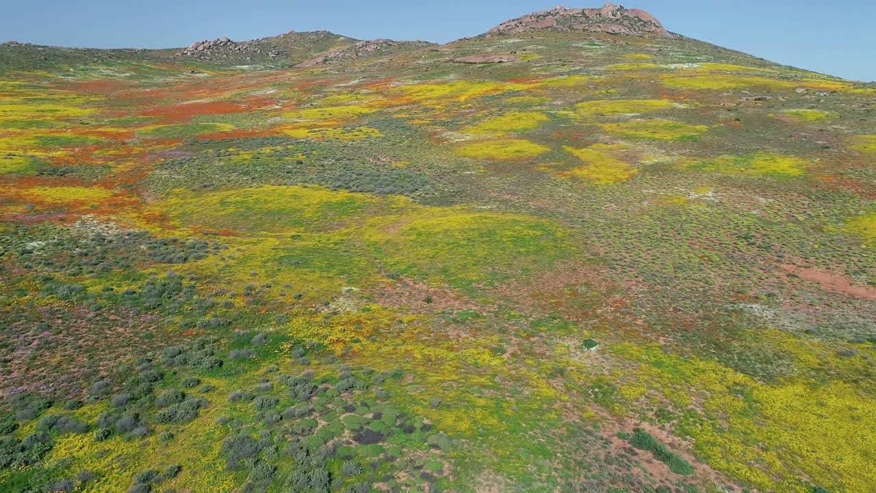 vista aérea de las espectaculares y coloridas flores silvestres anuales de namaqualand, cabo del norte, sudáfrica