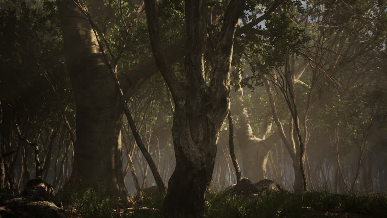 배경 에 안개 가 있는 어두운 숲