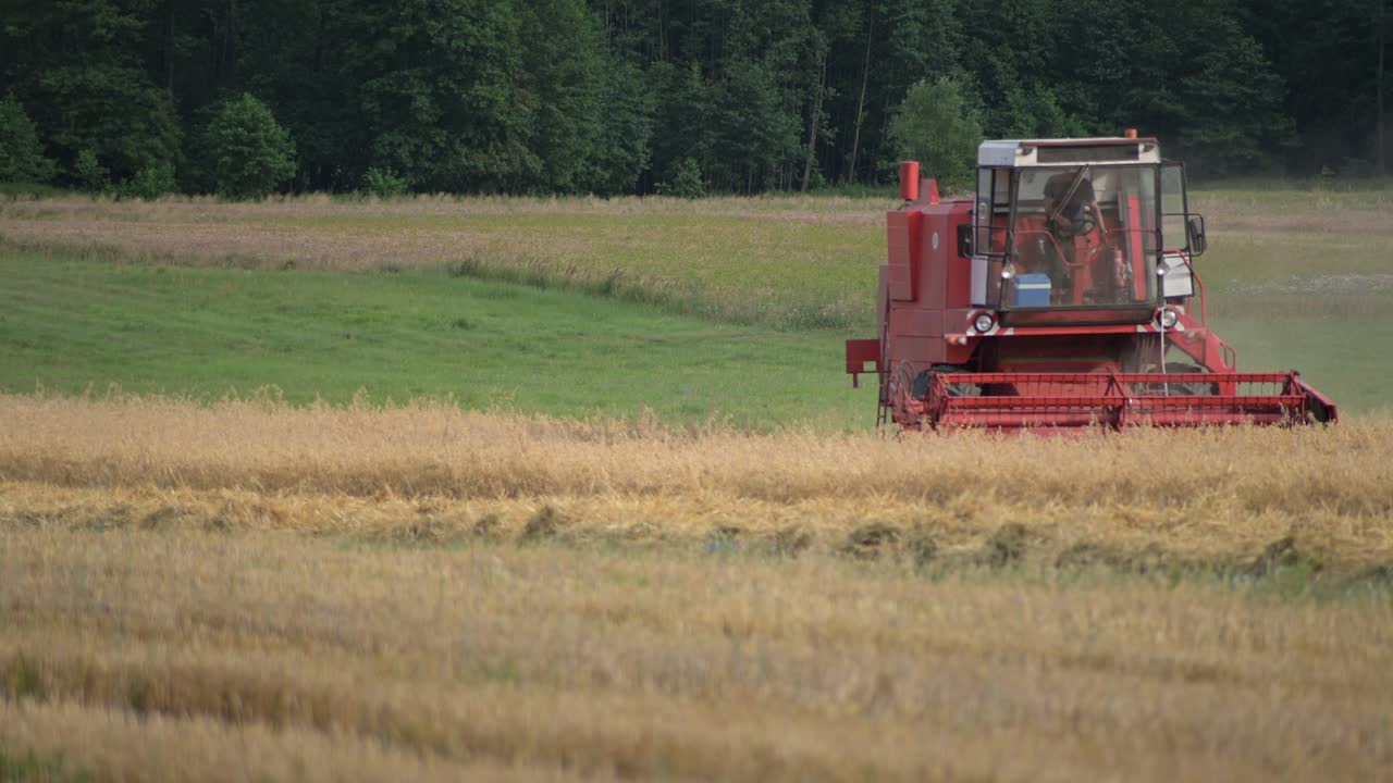 harvesting season, red harvest machine tractor collecting grain in natural organic farm land field