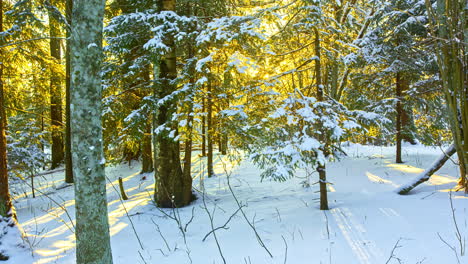 Winternaturszene-Im-Sonnenuntergang