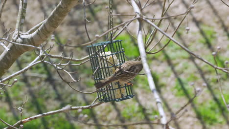 song sparrow at a suet bird-feeder during late-winter in south carolina