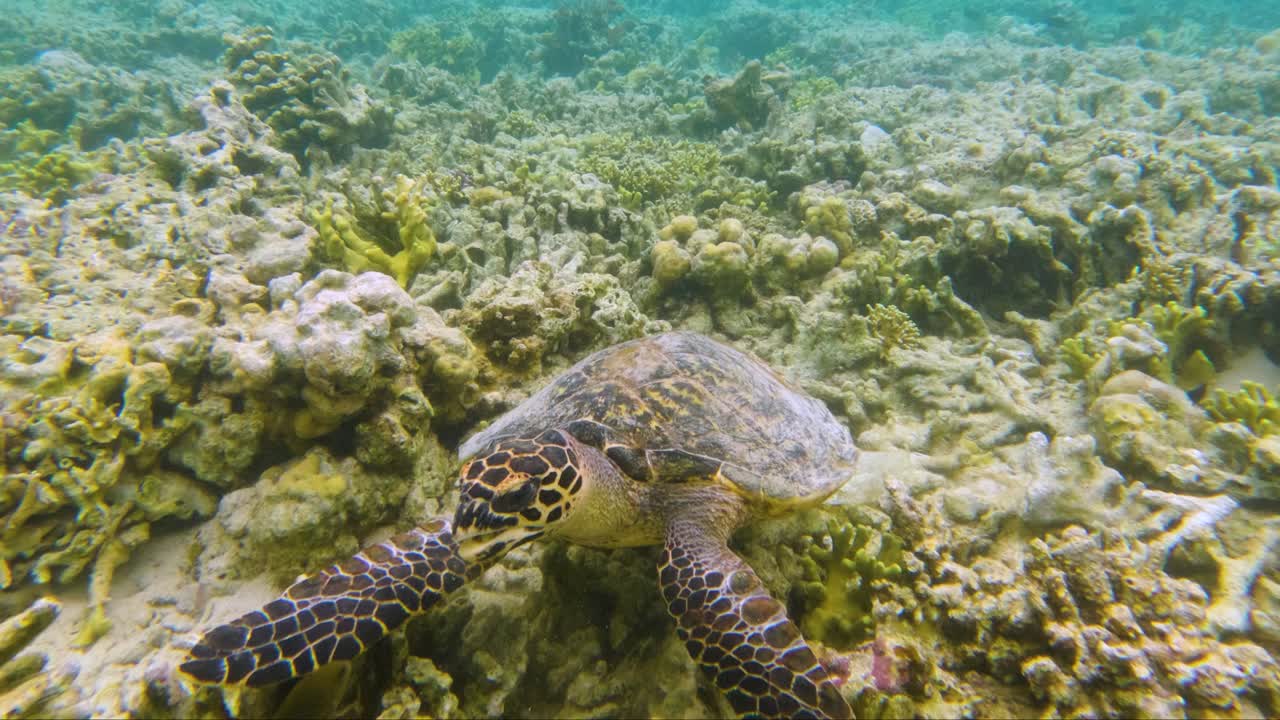 A peaceful green sea turtle swims gracefully above a colorful coral reef in the Maldives feeding. This serene footage captures a close encounter with this endangered and beloved marine species