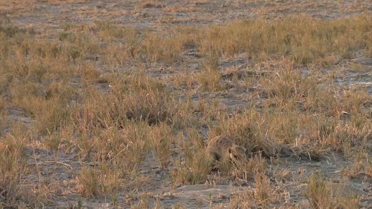 meerkat digging in arid African landscape for food, chewing, standing sentry on hind legs and watching out, medium shot