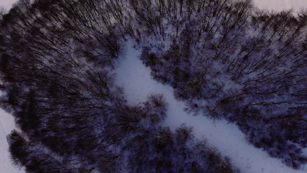 Inquadratura dall'alto con tilt-up su alberi scuri circondati dalla neve - Montagne invernali della Slovacchia
