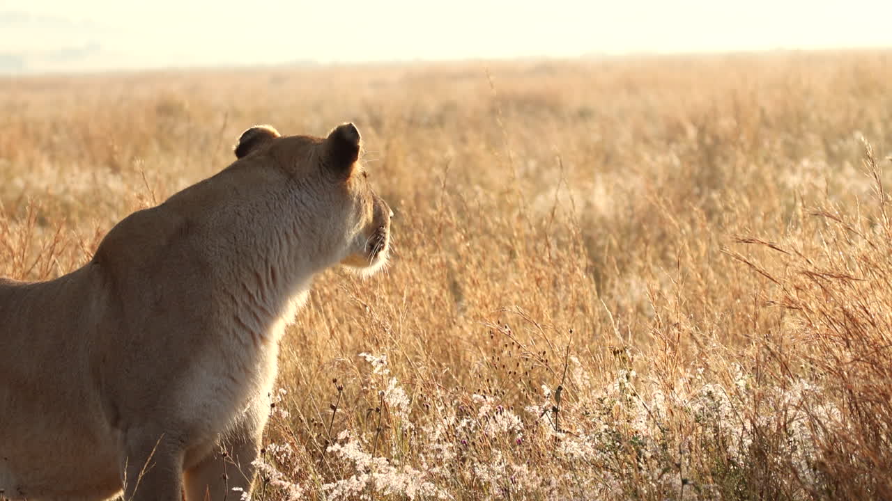 Lioness with eyes closed basks in warming rays of sunrise in grassland, profile