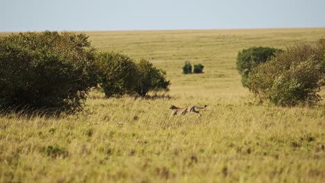 slow motion of cheetah running fast, hunting on a hunt chasing prey in africa, african wildlife safari animals in masai mara, kenya in maasai mara, amazing beautiful encounter