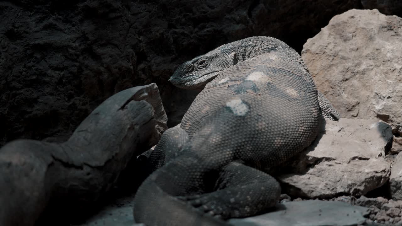 자연에서 화창한 날 동안 동굴 내부에서 쉬고 있는 varanus albigularis microstictus의 클로즈업 샷