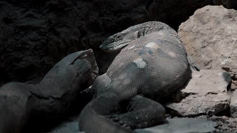 Close-up-shot-of-resting-varanus-albigularis-microstictus-inside-cave-during-sunny-day-in-nature