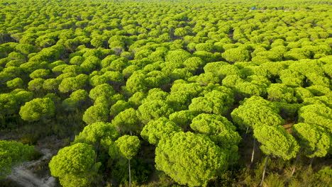 aerial panorama of cartaya pine forest in huelva, andalusia, spain