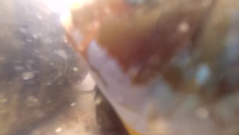 closeup of bluegill fish swimming inside the tank. - underwater