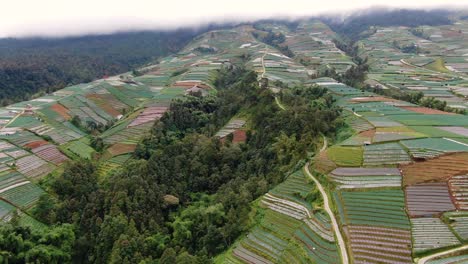 Misty-weather-and-endless-number-of-plantation-fields-in-Indonesia,-aerial-view