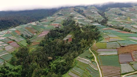 Clima-Brumoso-Y-Un-Sinfín-De-Campos-De-Plantaciones-En-Indonesia,-Vista-Aérea