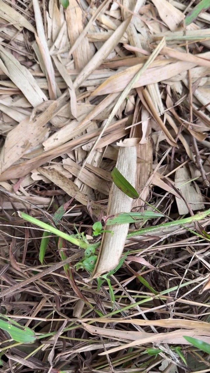 Formica che striscia su foglie di bambù secche ed erba verde.