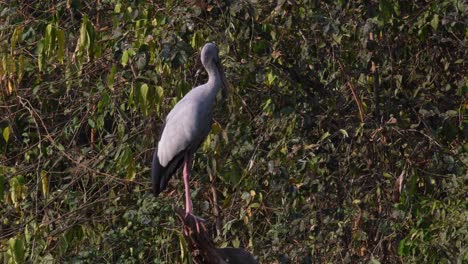 Asian-Openbill,-Anastomus-oscitans