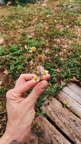 hand holding small wildflowers