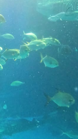 vida acuática nadando en un gran tanque de acuario