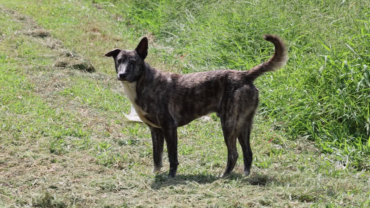 개는 자연 환경에서 혼자 떠돌아다닙니다.