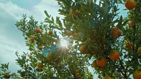 orange tree with oranges