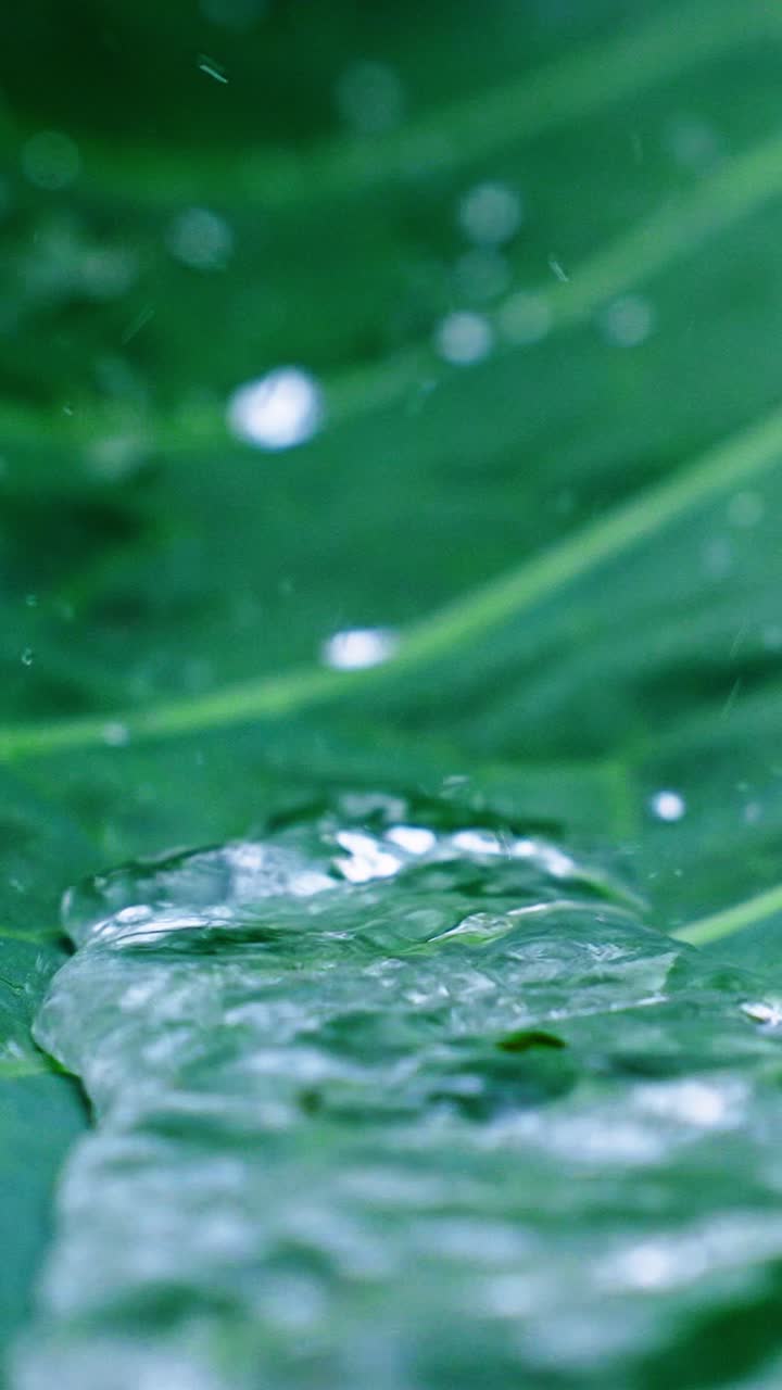 Glimmering raindrops gather on a vibrant green leaf, showcasing nature's beauty in a calm garden setting after rainfall. The droplets reflect the surrounding greenery, creating a tranquil atmosphere