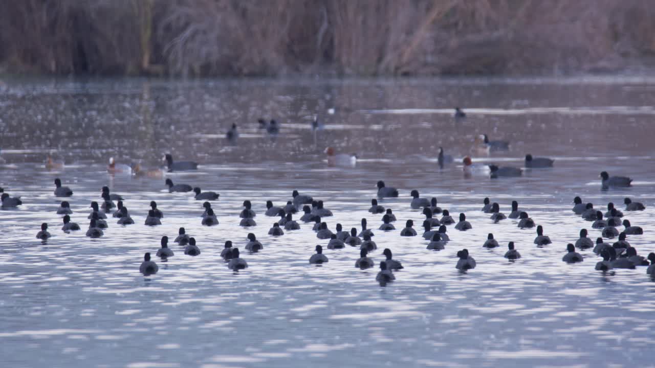 Swimming and eating in open wate