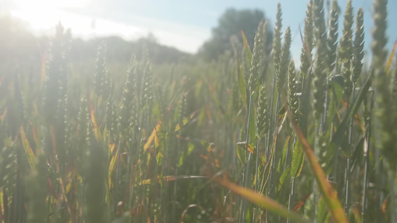 Wheat field, close up with light flares