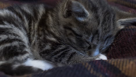 Cute-Little-Tabby-Kitten-Sleeping-On-A-Blanket