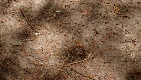 woodland track with english ants, mid shot