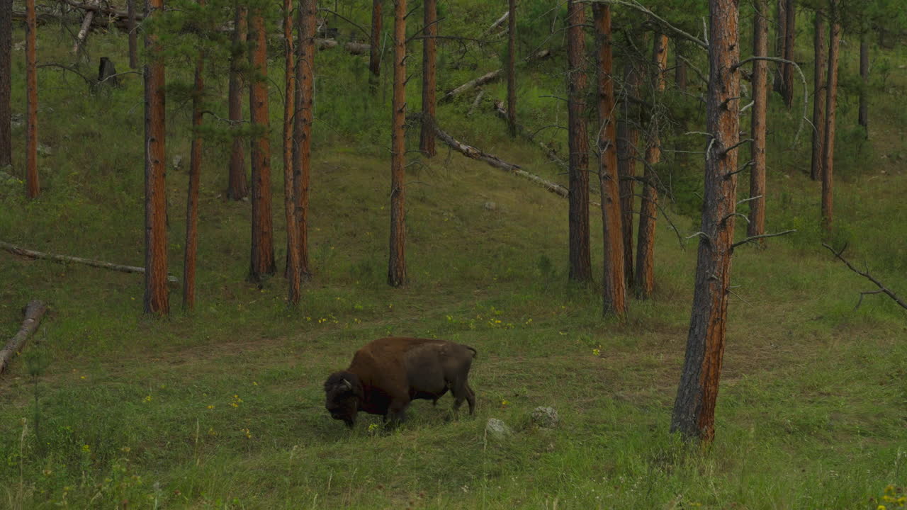 Bisonte americano che cammina attraverso la foresta nel Dakota del Sud