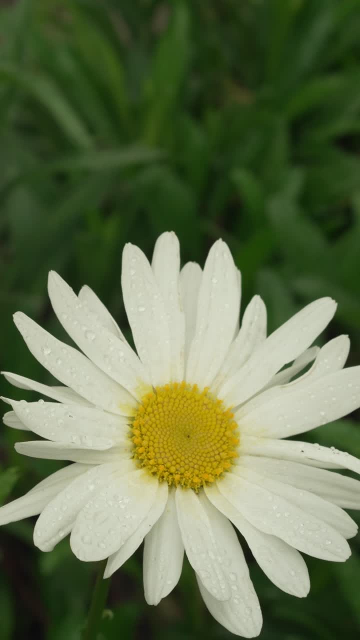 Close-up of beautiful white wild flower with dew on petals in green meadow. Vertical.